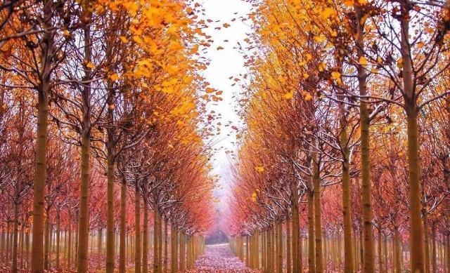 栖字是读qi还是xi?你知道南京栖霞山的