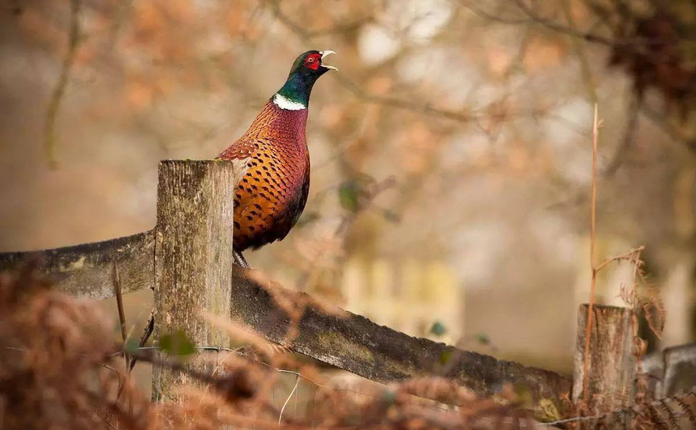一项新研究表明,福州哪里有野鸡可以玩，2025年福州哪里有野鸡可以玩的详细情况与地点介绍