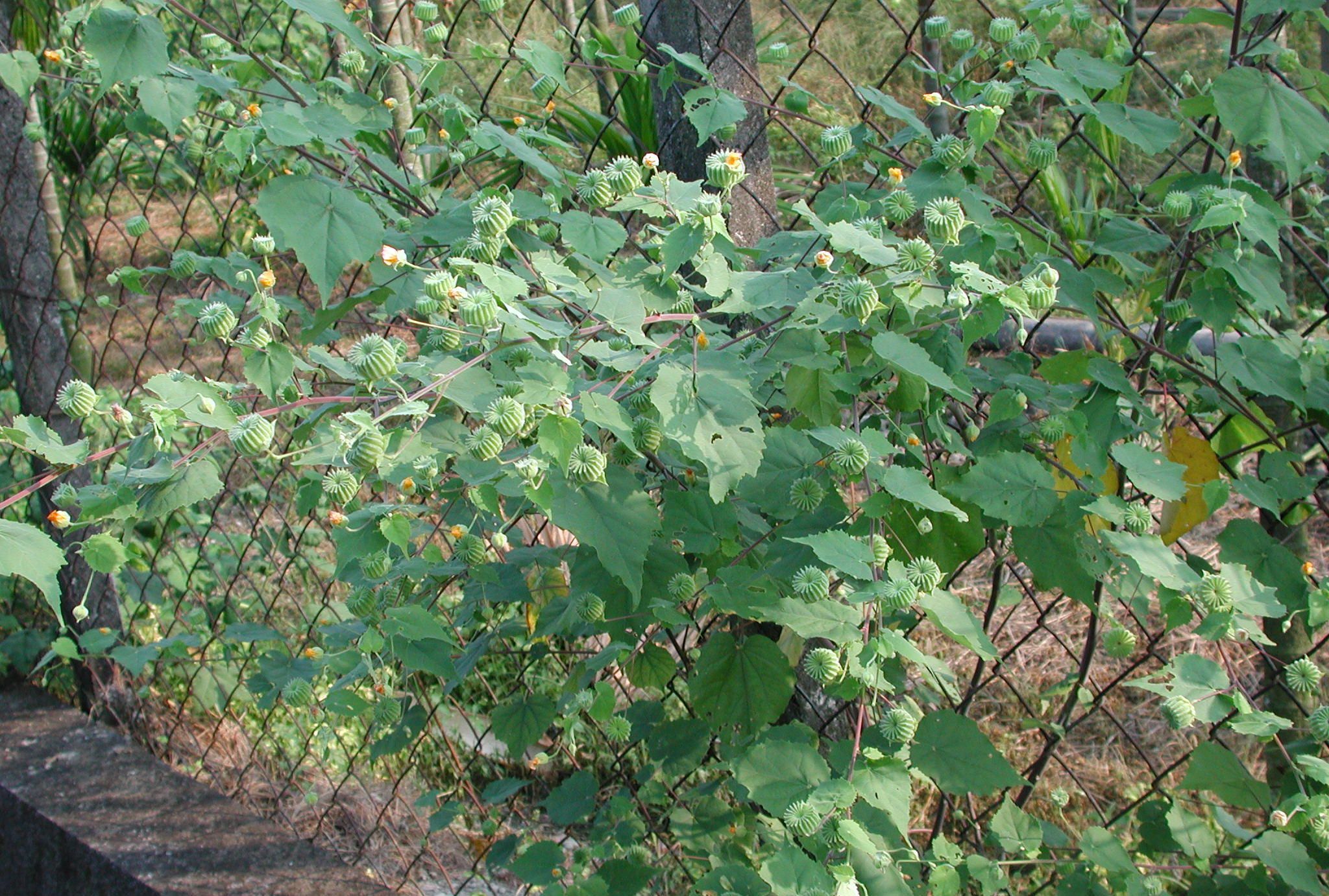 草古人口耳 微笑_赋得古原草送别(2)