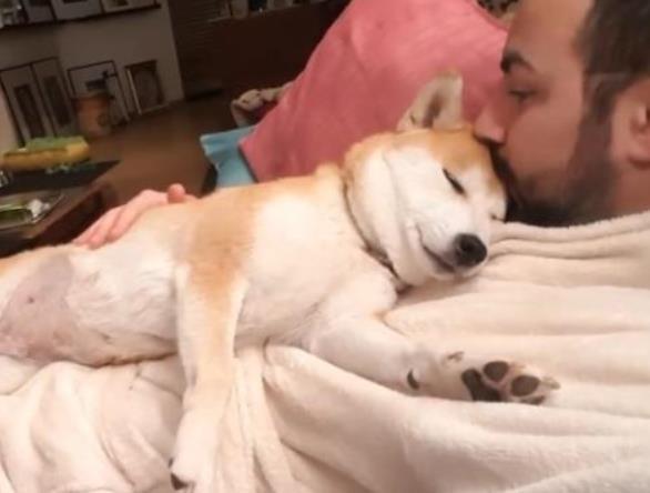 柴犬长大了还很粘人,最爱趴在主人身上睡觉,小表情太萌了!