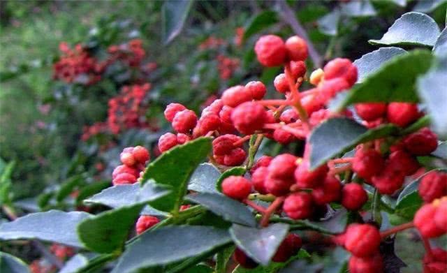 曾经打工仔，返乡种植梅花椒，年入50多万，一次种植终身受益
