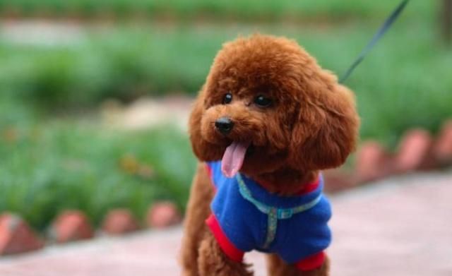 为什么现在的人都不养泰迪了?只因它有5个缺点,难怪不愿意饲养