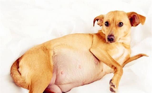 狗怀孕了能打胎吗?用试纸能试出来吗