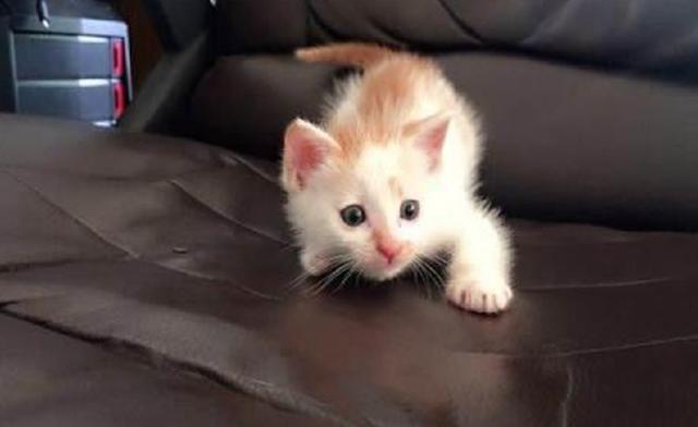铲屎官注意了，史上最全的小奶猫喂养方法来了！