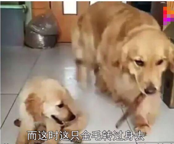 小金毛闯祸后被主人教训,狗妈递棍子后撅起大