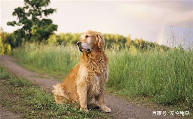 最通人性的5种狗,尤其是第一种,它能听懂你的