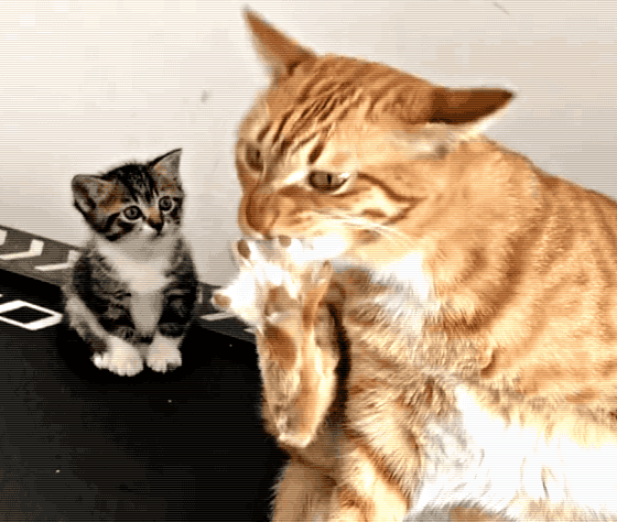 橘猫啃脚舔毛,还吧唧嘴品尝浓香味,旁边小猫实在看不下去了