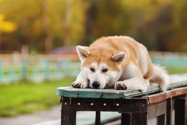 地球上10大最忠诚的狗,金毛第九,拉布拉多第七,你喜欢哪个?