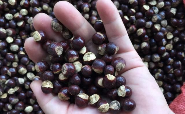 龙眼吃完核别扔，一斤20元，磨粉入药有妙用，适合这些症状的人