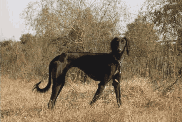 中国本土有哪些厉害的猎犬? 贵州下司犬有望成警犬