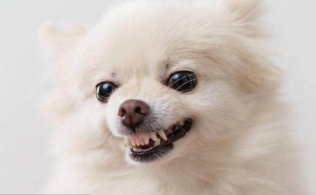养狗的注意了,这5种小型犬特别凶,有小孩的家庭谨慎饲养!