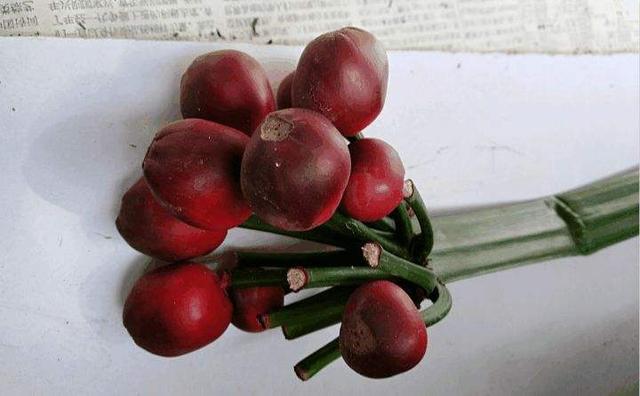 君子兰花后要不要让结种子?结种子有哪些优缺点