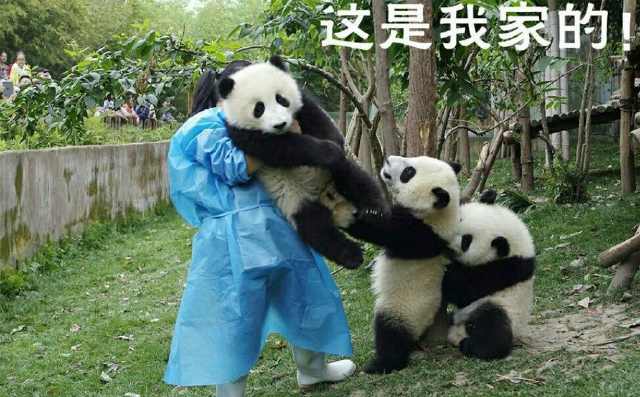 全球八种熊科动物图鉴：看完明白难怪大熊猫能够集万千宠爱于一身