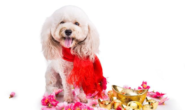 2019年;生肖狗流年运势解析