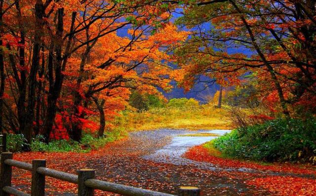 秋天进入倒计时,天津这几处赏秋胜地的美景可要抓紧看