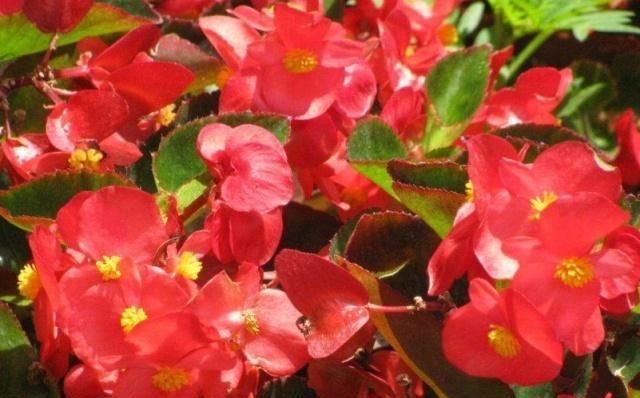 春季养护“3种”花卉,掌握方法,花量大、色彩艳,适合养在家中