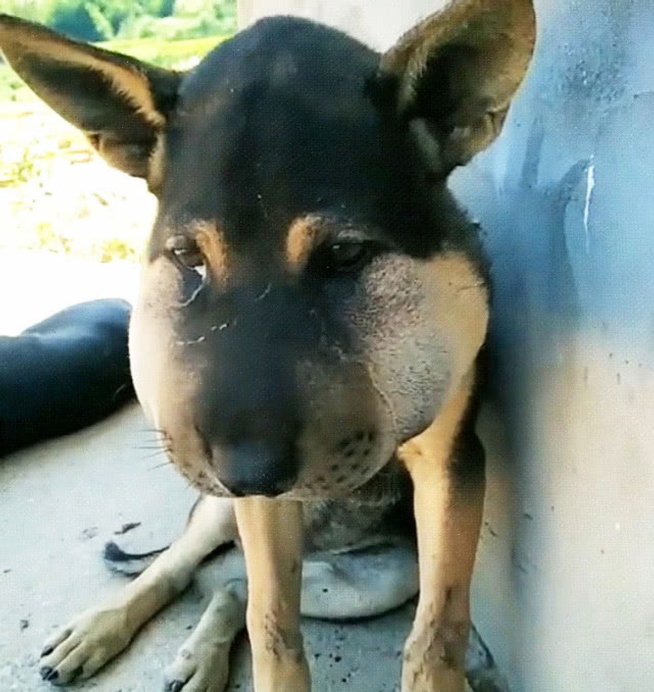 被蜜蜂蛰了的狗