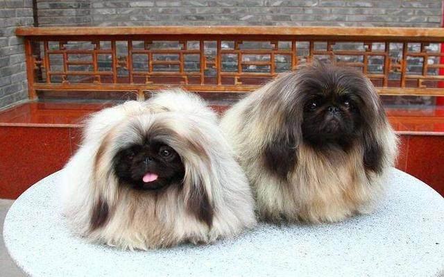 中国6大“本土”犬种，看看你都认识哪几种？