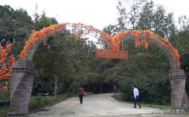 离广州那么近,佛冈这片6万棵枫树枫叶要红了!