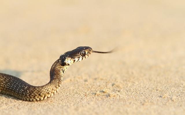 很多人都说打蛇打七寸,蛇的七寸到底在哪里?|七寸|心脏|脊椎骨_新浪网