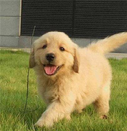 Dogecoin狗狗币交易平台 - 狗狗币价格行情,实时走势图LG电子将加入全球汽车软件交易平台SDVerse