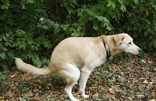 梦境解析,梦见大米中狗卧撒尿的深层含义 梦境解析,梦见大米中狗卧撒尿的深层含义