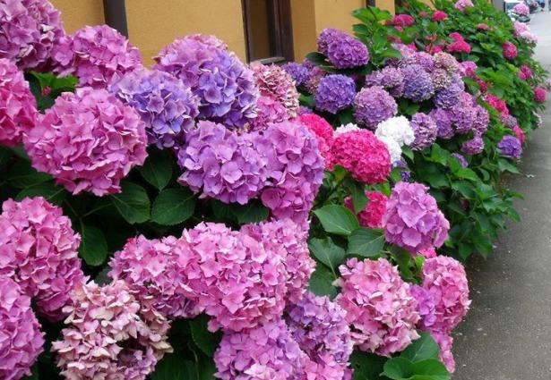 绣球花种植养护你知道多少