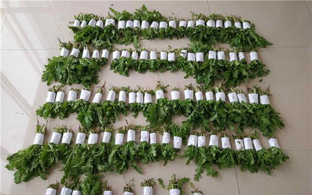 南阳邓州六旬老汉听说罂粟幼苗"很好吃 种883株被刑拘