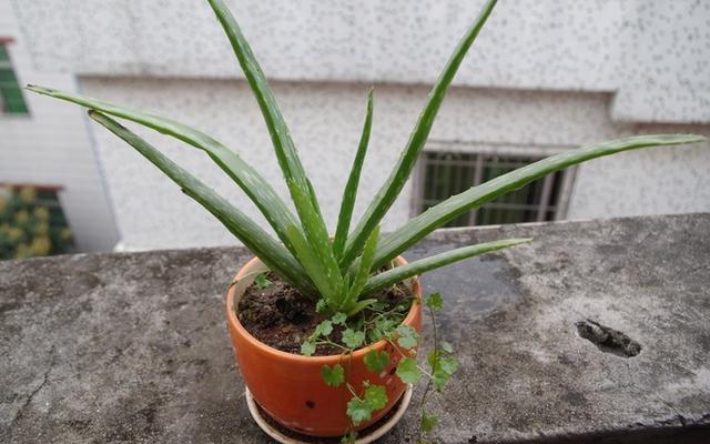 冬日里的芦荟养护你知道吗?只知道少浇水可不行,这几点也很重要