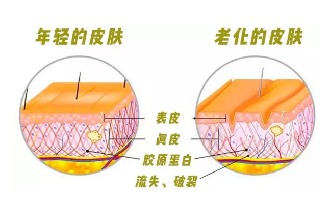 麻烦转告张雨绮:吃猪蹄根本补不了胶原蛋白!