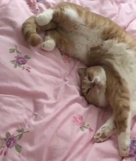 猫咪睡觉有了新姿势,主人不乐意:你去看过没?你脑子指定不好使