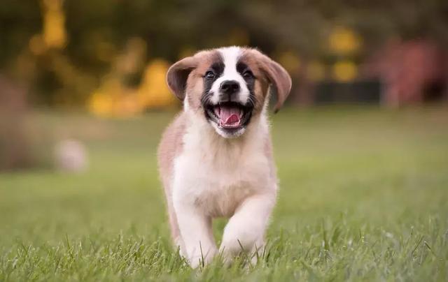 圣伯纳犬被称为瑞士的国宝