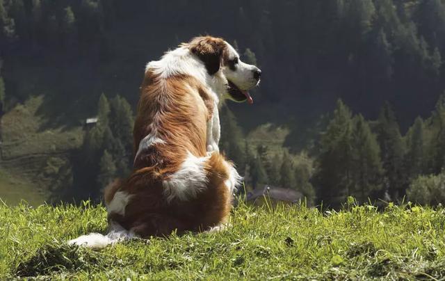 圣伯纳犬被称为瑞士的国宝