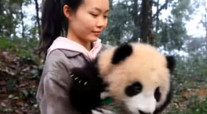 大熊猫缠上饲养员，被抱在怀里还不满足，下一个动作让众人嫉妒