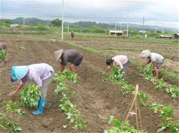 承包500亩地种植红薯,一亩地租金1000元,前景