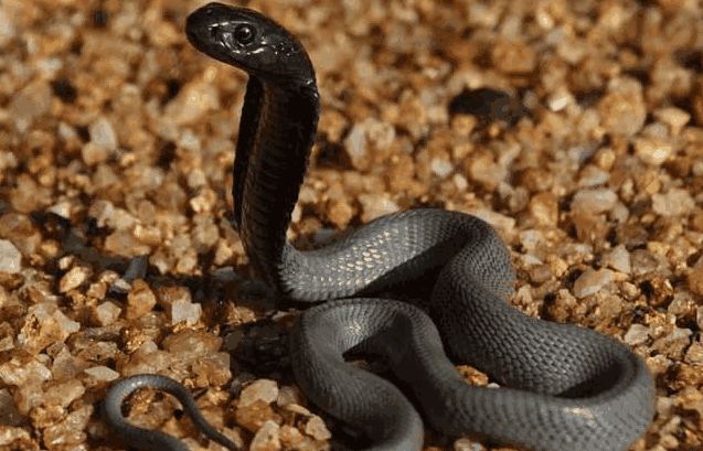 人被凶猛太攀蛇咬后还能活多久? 网友: 太攀蛇