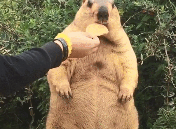 一只天生傲娇的土拨鼠,除非喂它否则绝不吃饭:谁还不是小公主!