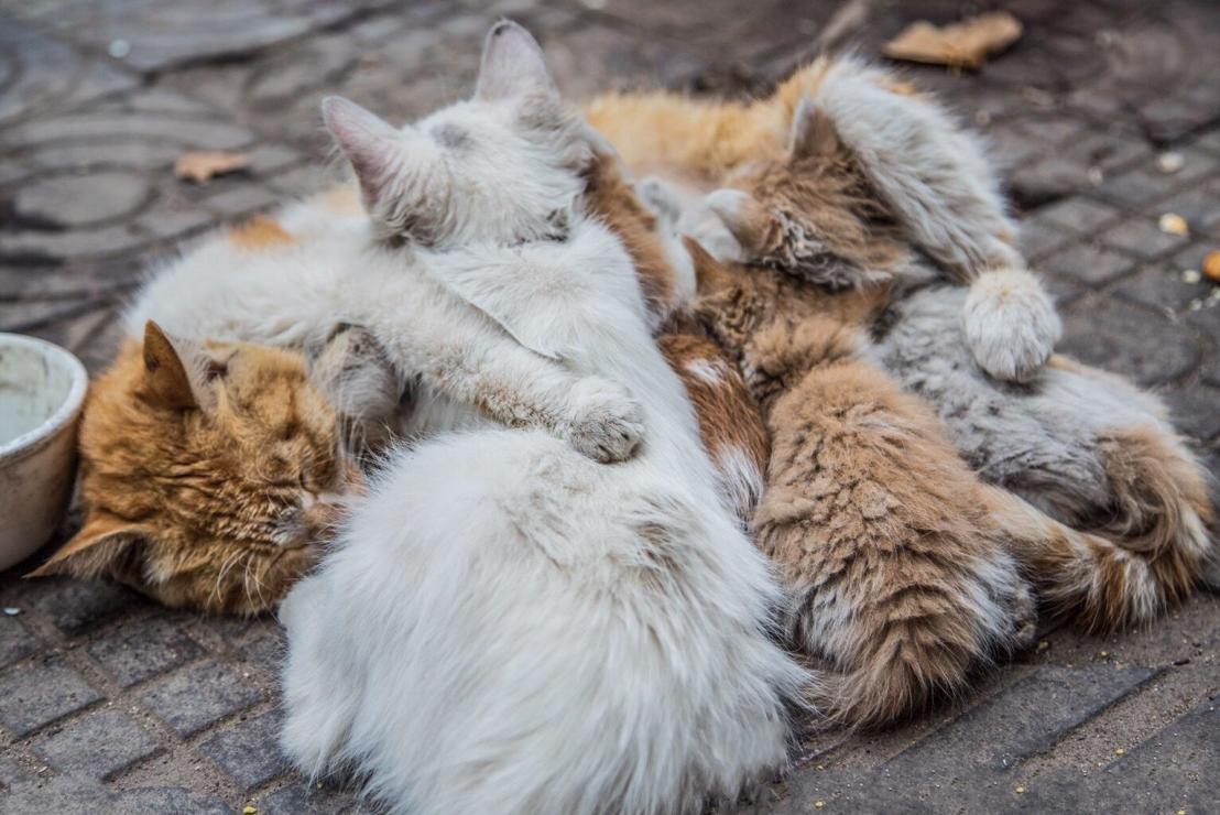 会有流浪行星仅仅依靠自身的热量诞生生命吗?...