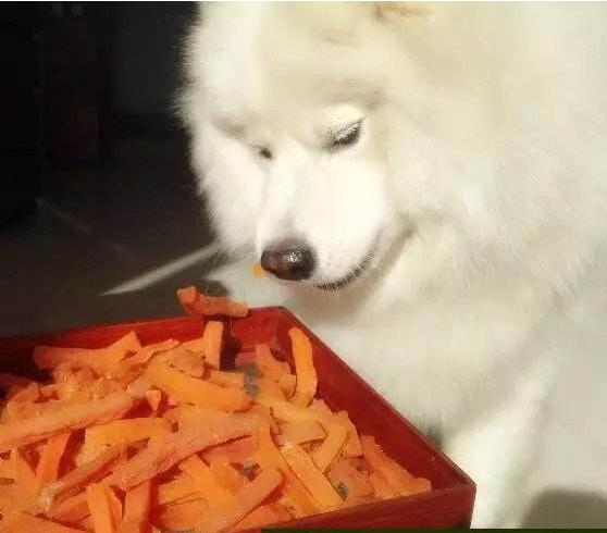狗狗不可以吃蔬菜？这6种蔬菜，可以喂！