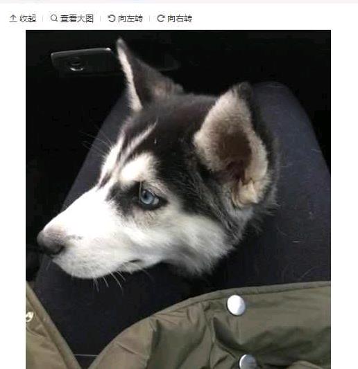 主人出门买菜要夹住哈士奇的狗头,网友的评论让人笑喷