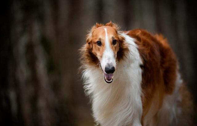 世上十大智商最低的狗,二哈居然没上榜,第一名无法想象!