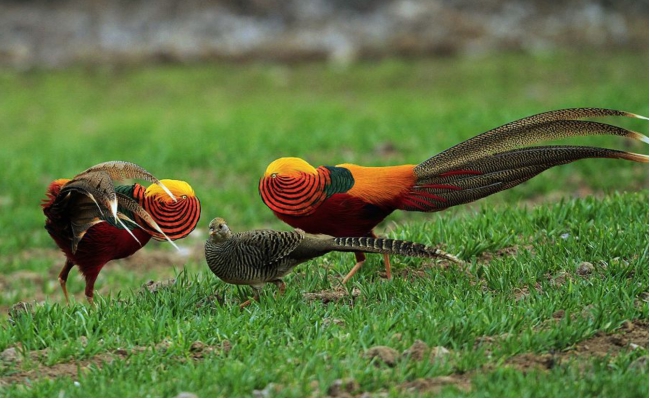 中国国鸟评选争议 百鸟之王到底是谁