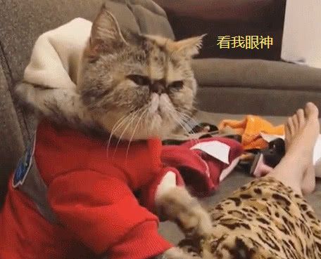 猫咪帮主人按摩,表情里八百个不愿意,主人:长得丑就多