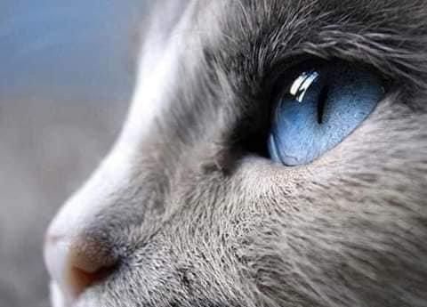 世界上最漂亮的猫眼睛!