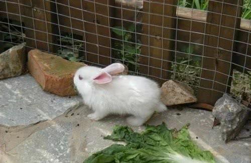 兔窝镇 人口_人口普查(3)