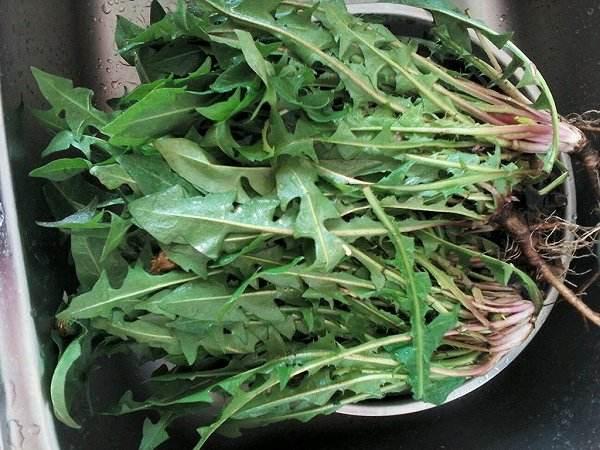 肝受损,用蒲公英泡水喝,连喝2个月,大小肝病绕