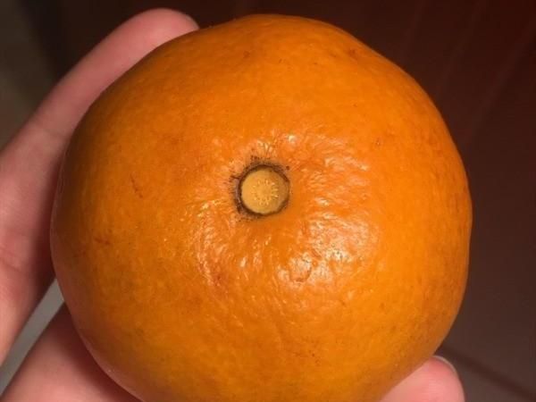 桔子为啥没籽就不甜了
