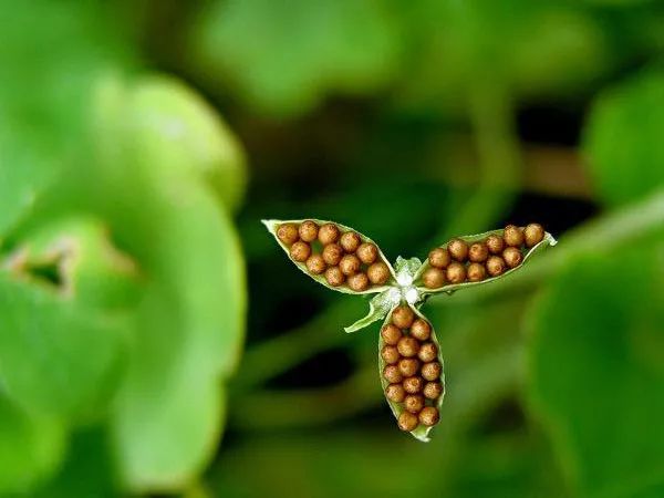 紫花地丁的奥秘