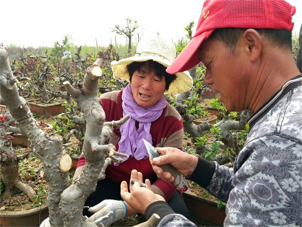 郯城：农民盆景“专家”徐玉峰无偿带动38户群众奔富路
