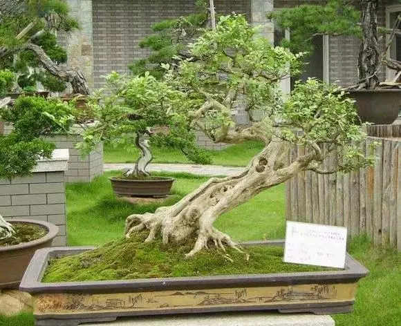 盆景中的“四大家”“五大名树”你知道吗?